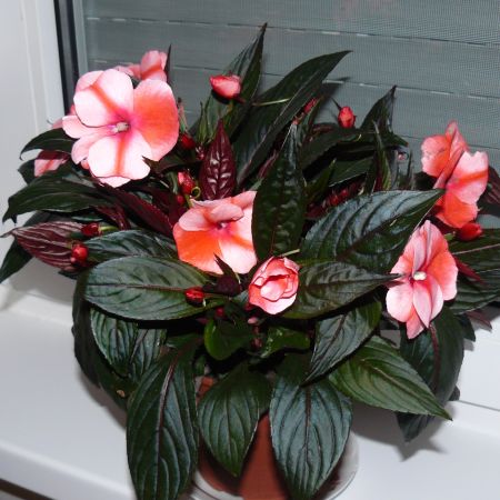 impatiens